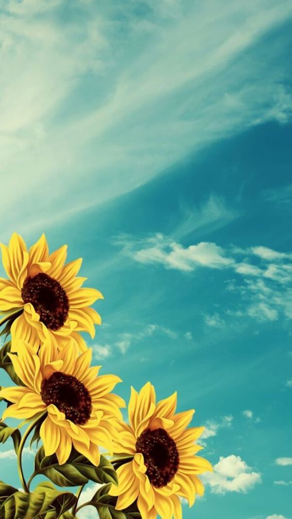 70 hình ảnh hoa hướng dương đẹp, ý nghĩa nhất về điện thoại, PC