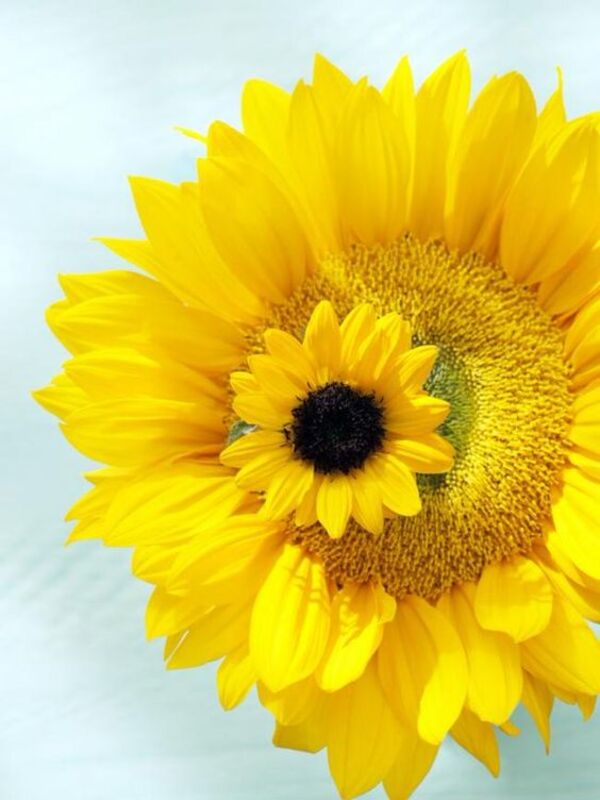 70 hình ảnh hoa hướng dương đẹp, ý nghĩa nhất về điện thoại, PC