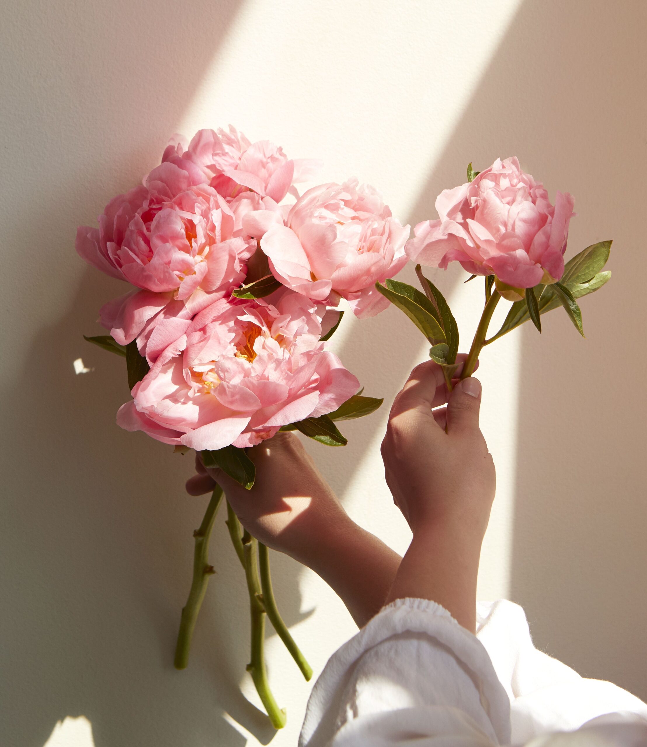 Hình nền hoa mẫu đơn cho điện thoại  Ảnh nền hoa mẫu đơn  HoaTieuvn   Amazing flowers Flowers photography Pink flowers