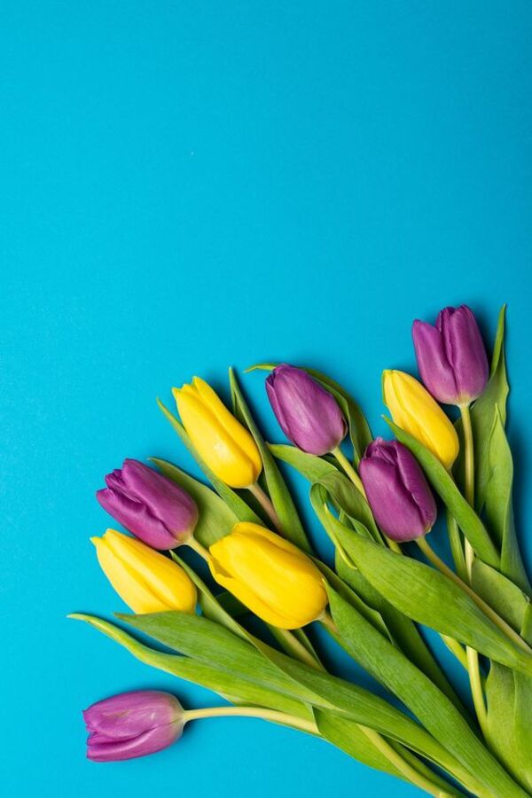 Top 70 Hình Ảnh Hoa Tulip Đẹp Nhất Cho Điện Thoại Và Máy Tính