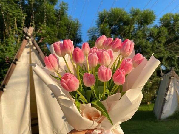 Top 70 Ảnh Hoa Tulip Đẹp Nhất Cho Điện Thoại Và Máy Tính
