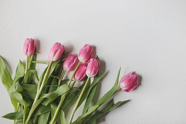 Top 70 Ảnh Hoa Tulip Đẹp Nhất Cho Điện Thoại Và Máy Tính
