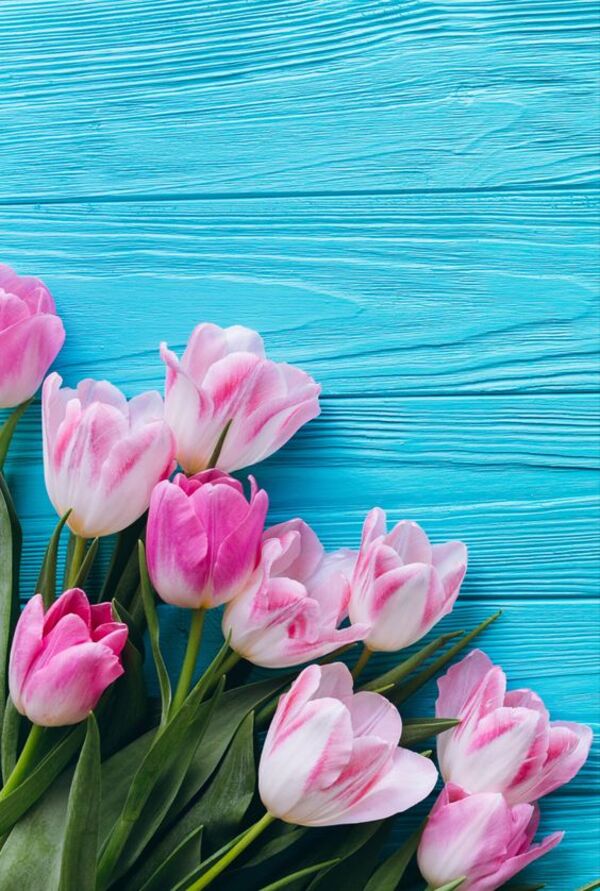 Top 70 Hình Ảnh Hoa Tulip Đẹp Nhất Cho Điện Thoại Và Máy Tính