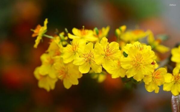 50 ảnh hoa mai vàng đẹp nhất ngày tết 2023