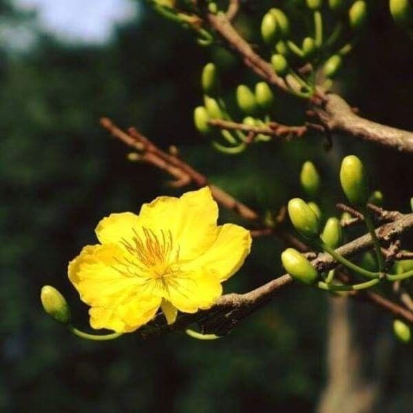 50 ảnh hoa mai vàng đẹp nhất ngày tết 2023