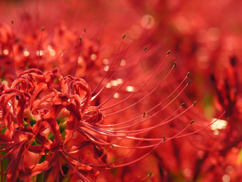 Hình nền hoa bỉ ngạn đỏ