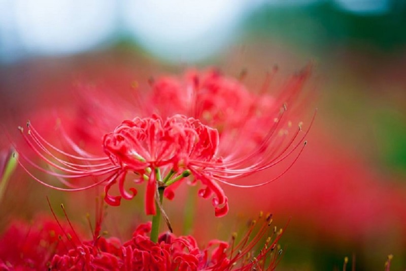 Hình nền hoa bỉ ngạn đỏ